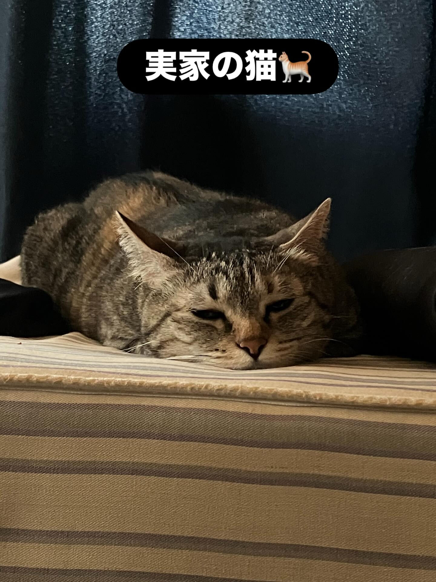 改めまして自己紹介を🙌